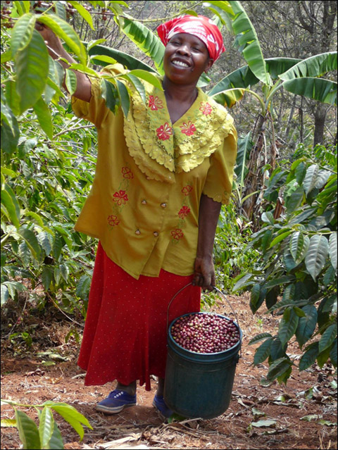 コーヒーの果実を摘む女性