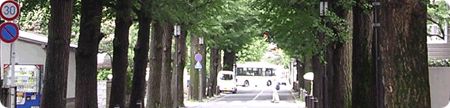 成城の銀杏並木